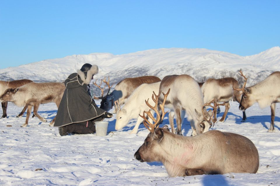 reindeer feeding in tromso 
