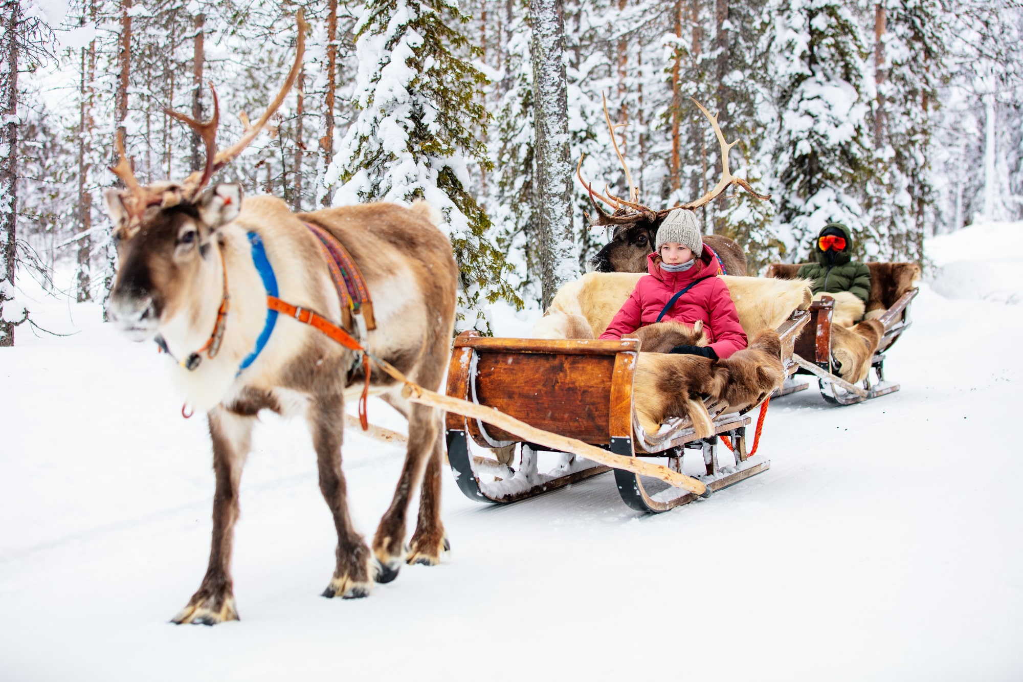 reindeer sledding tours in tromso