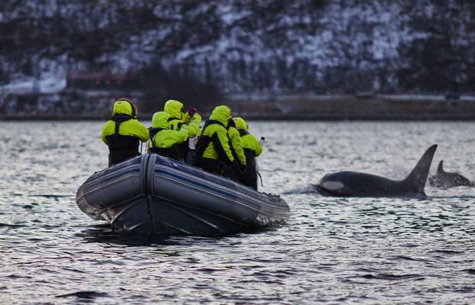 whale watching tromsø