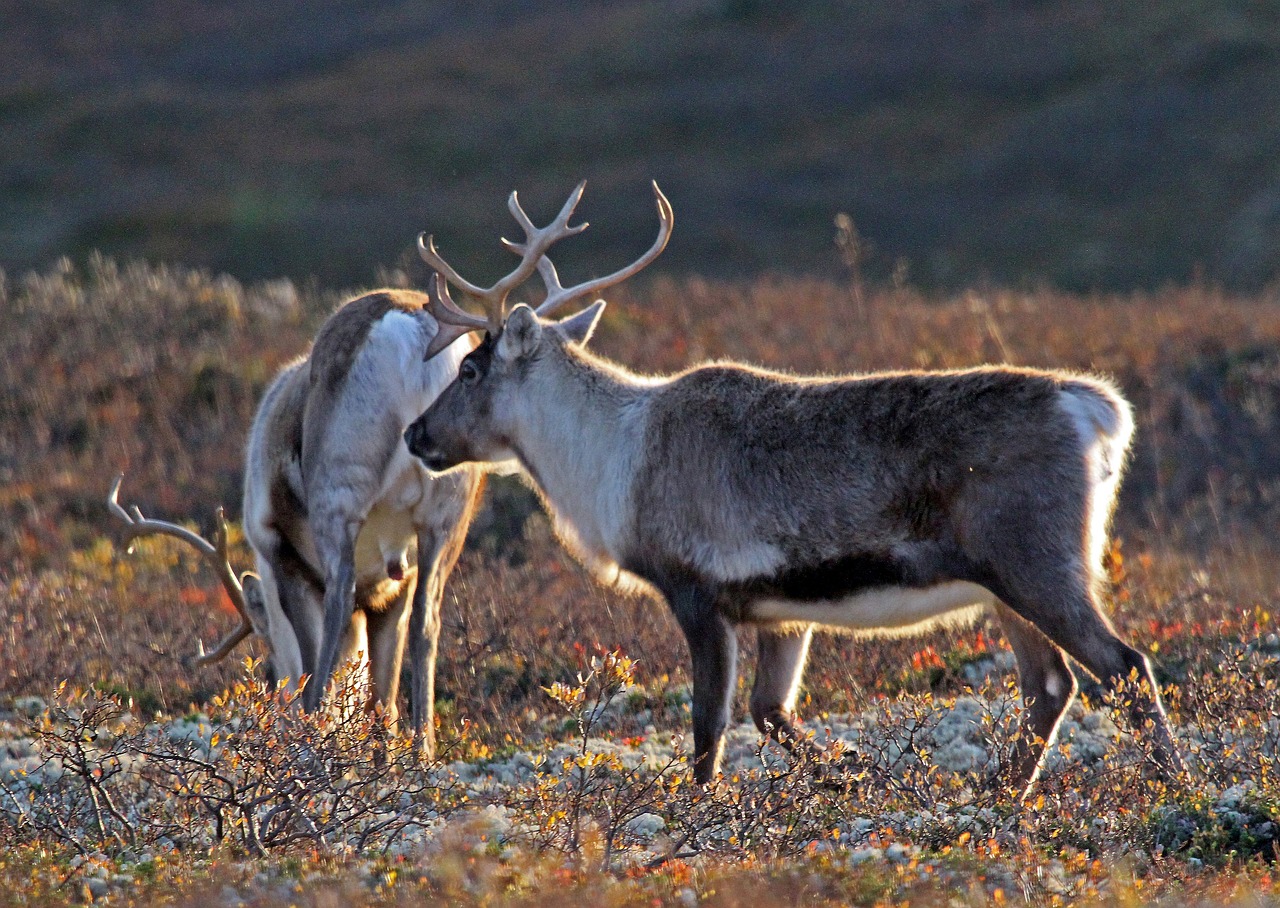 wild reindeer in Norway